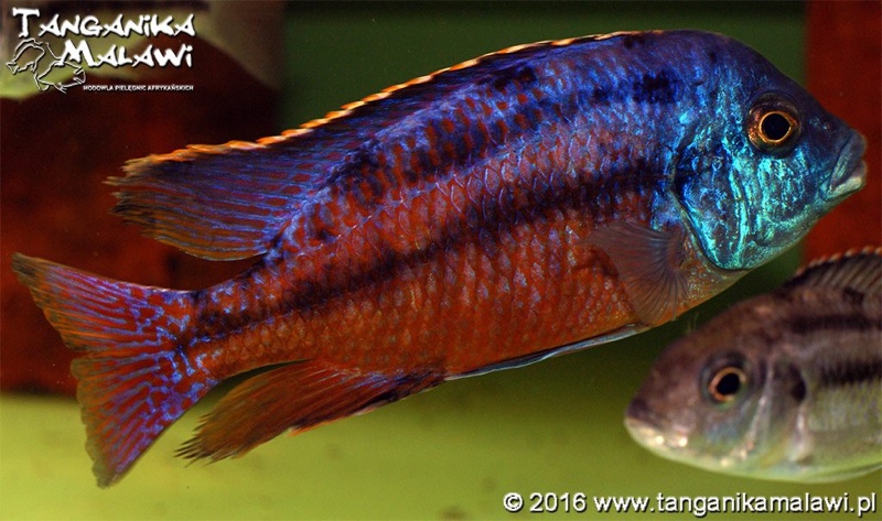 Protomelas taeniolatus 'Namalenje Island'